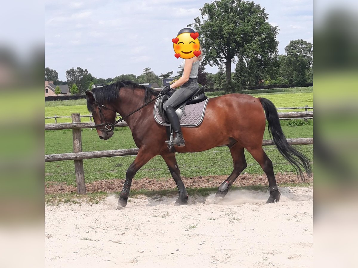 Poney de selle belge Hongre 16 Ans 148 cm Bai in Beerse