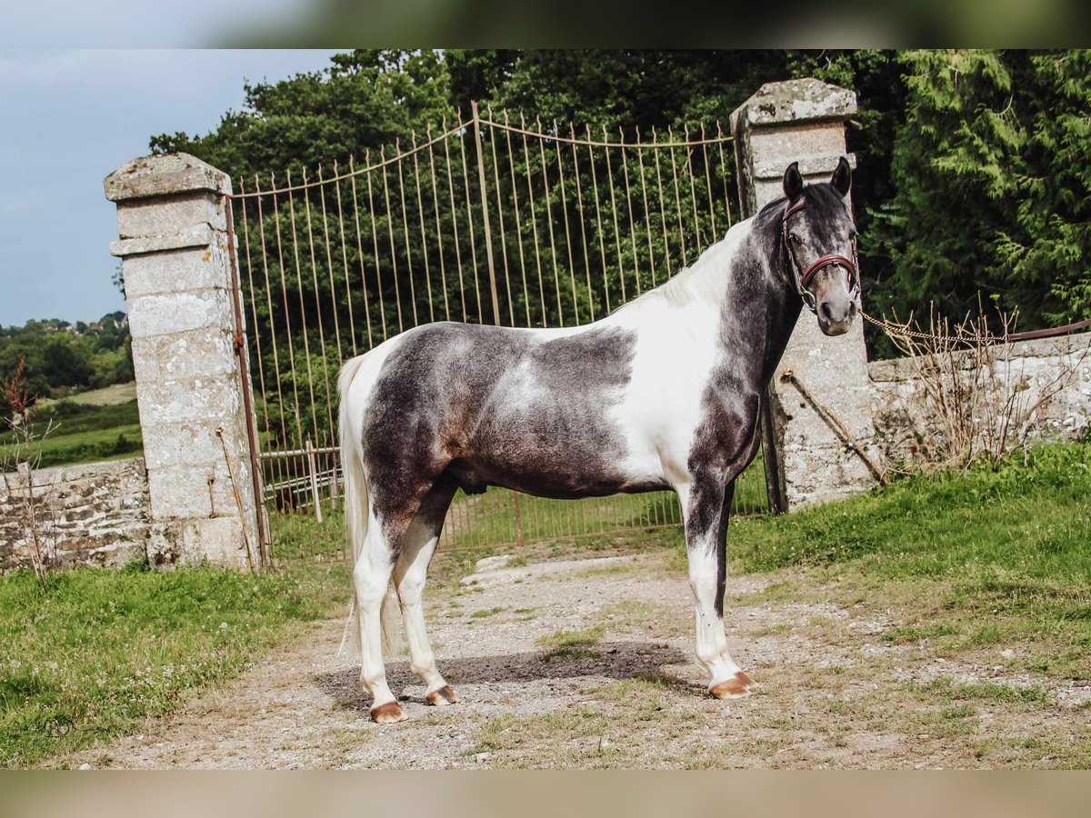 Poney de selle belge Hongre 8 Ans 137 cm Gris in Alençon