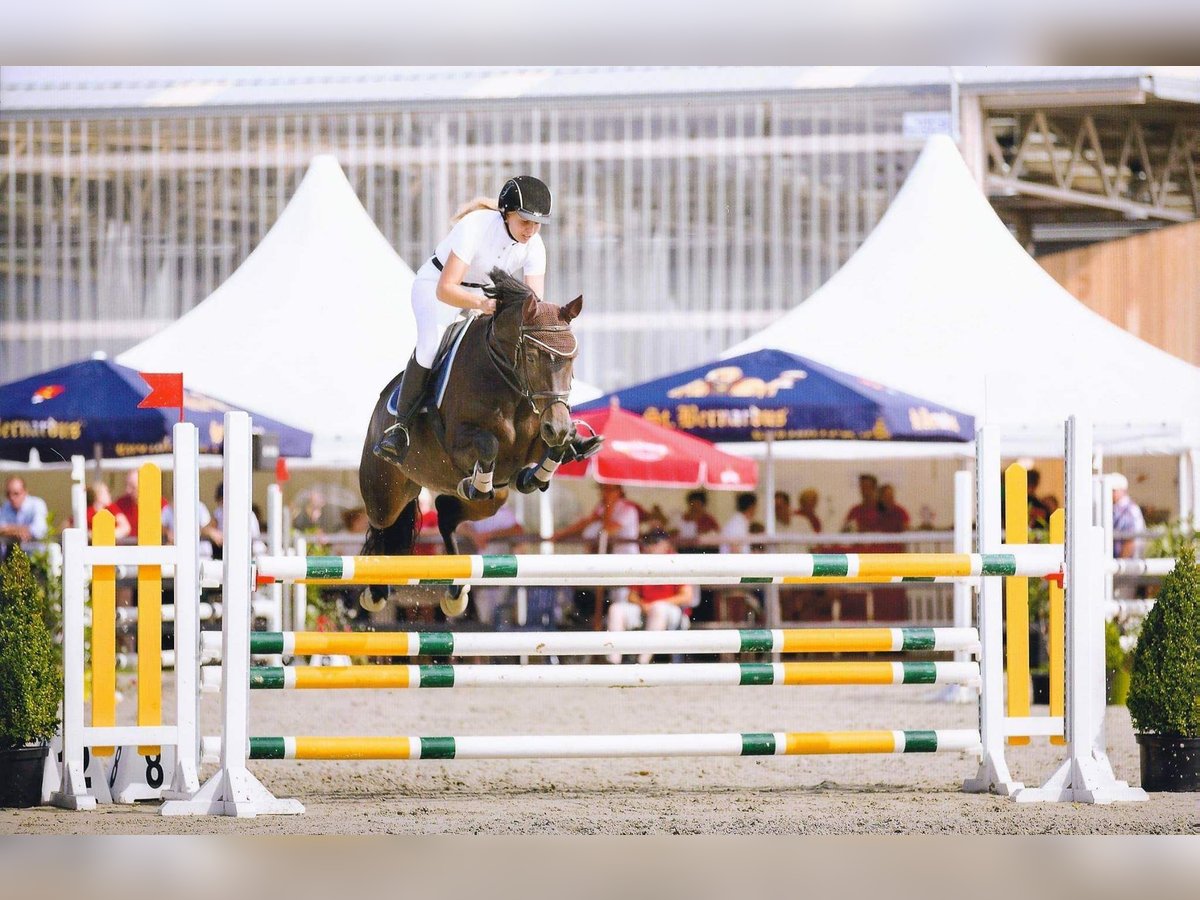 Poney de selle belge Jument 16 Ans 151 cm Bai brun foncé in Komen