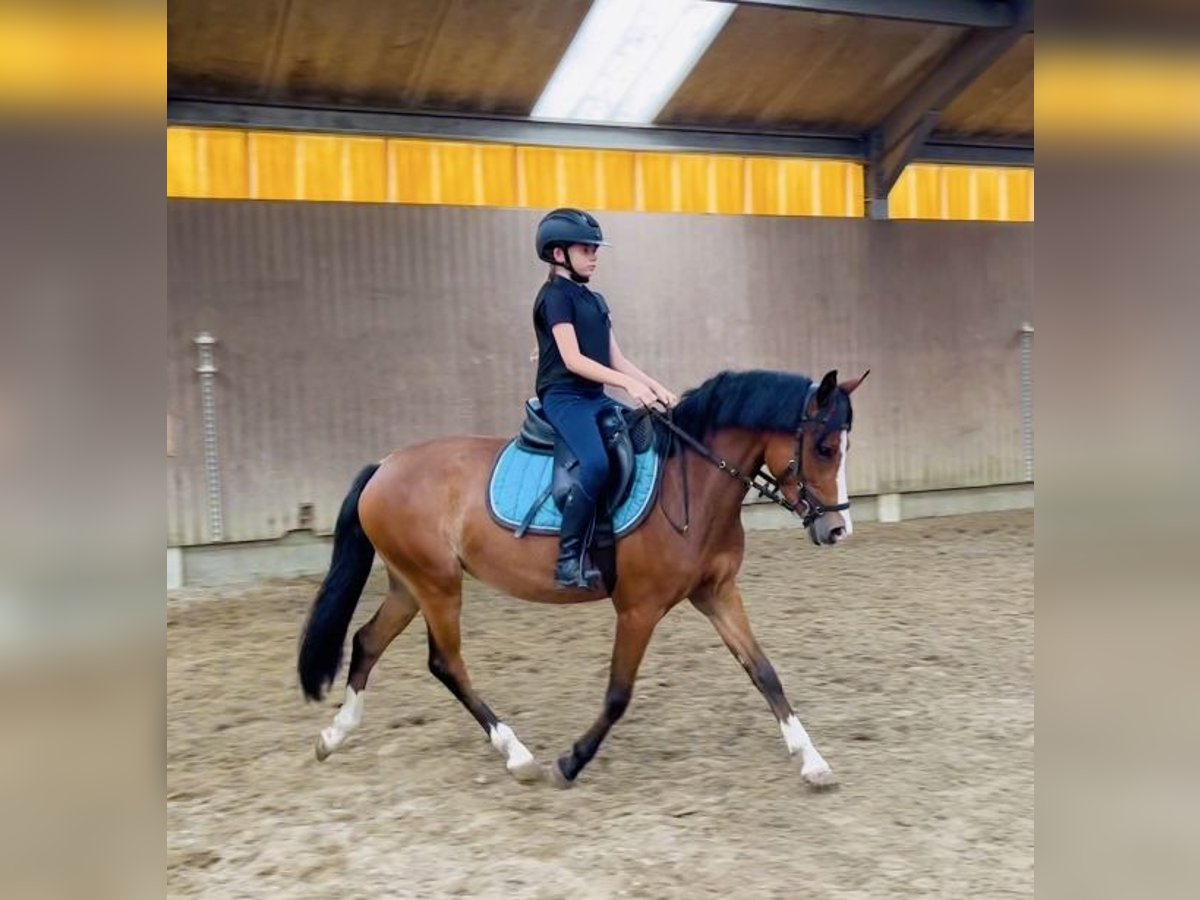 Poney de selle belge Jument 3 Ans 136 cm Bai in GROTE-BROGEL