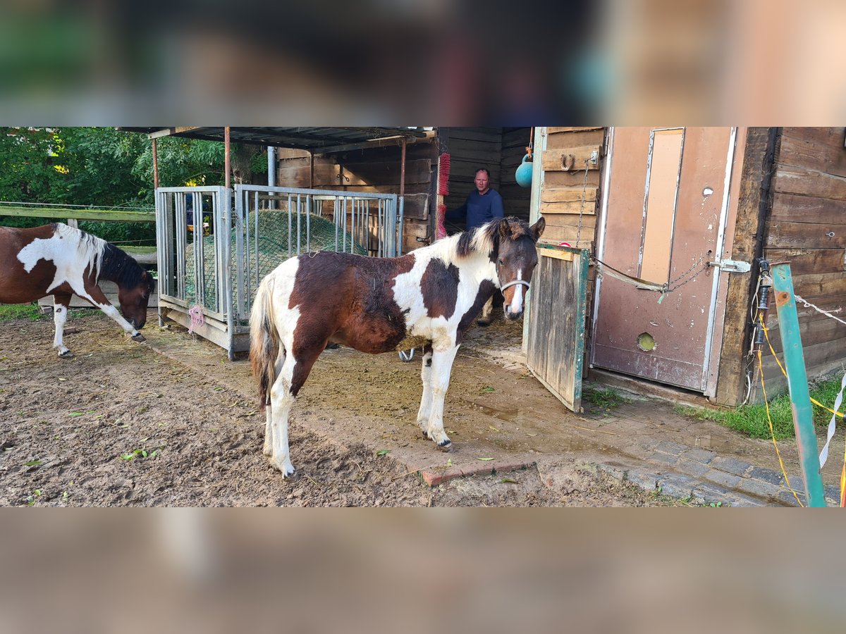 Poney de selle polonais Étalon Poulain (03/2025) 145 cm Pinto in M&#xFC;cheln (Geiseltal)