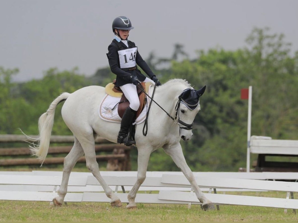 Poney de selle polonais Hongre 13 Ans 146 cm Gris in Parma