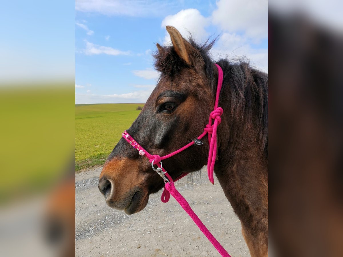 Poney de selle polonais Croisé Hongre 19 Ans 142 cm Isabelle in Dörzbach