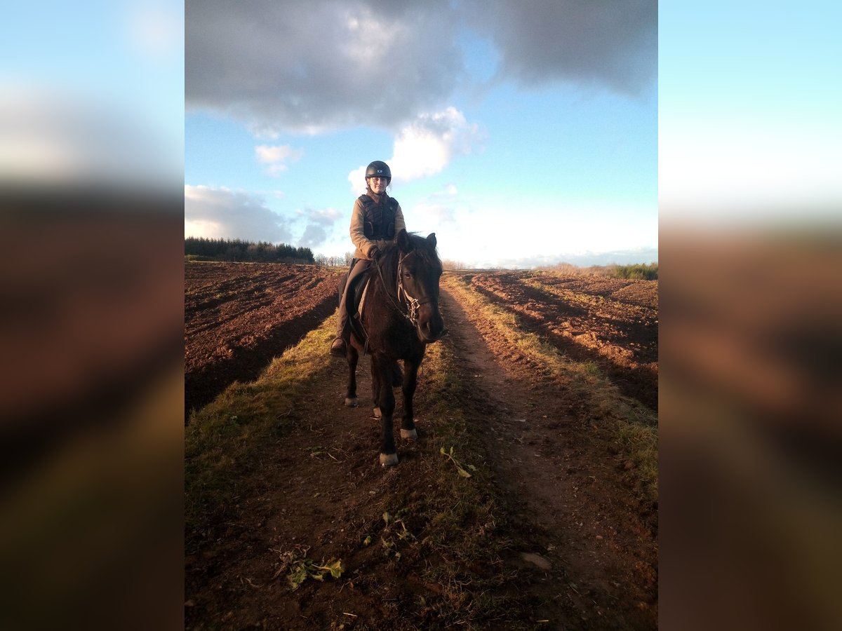 Poney de selle polonais Hongre 7 Ans 150 cm Noir in Niederbrombach