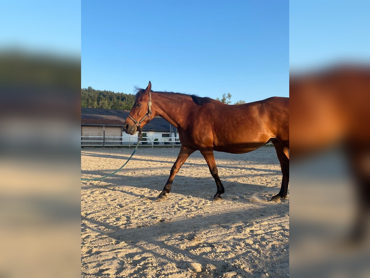 Poney de selle polonais Jument 12 Ans 140 cm Bai in Ampflwang im Hausruckwald