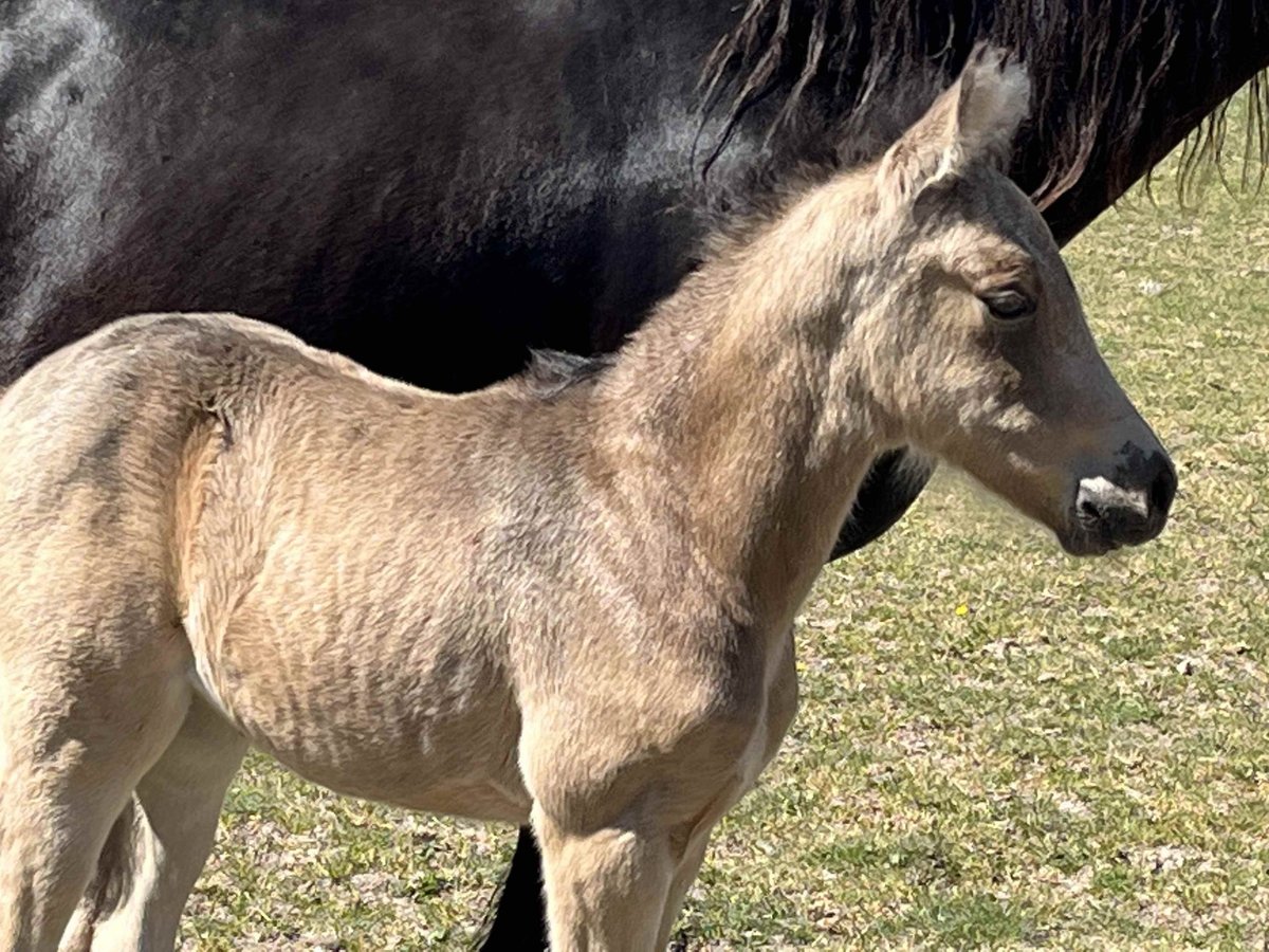 Poney de selle polonais Jument 1 Année 148 cm Buckskin in Bukowice