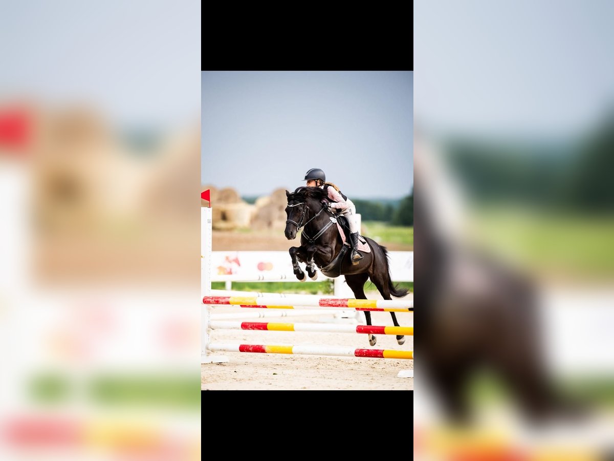 Poney de selle polonais Jument 9 Ans 136 cm Noir in Pruszk&#xF3;w
