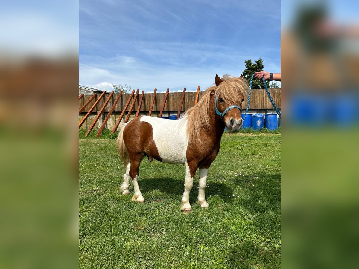 Poney de sport tchèque Étalon 4 Ans 85 cm Pinto in Staasdorf