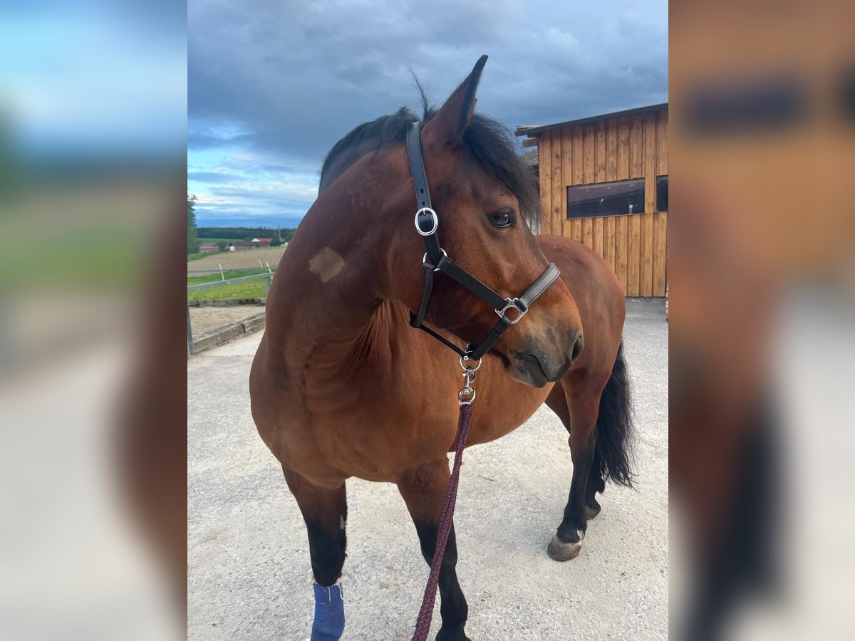 Poney de sport tchèque Hongre 9 Ans 146 cm Bai in Aurolzmünster