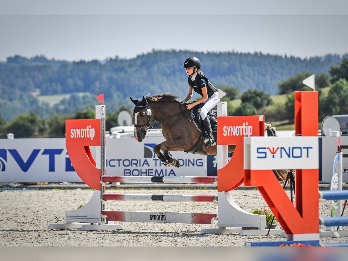 Poney de sport tchèque Jument 15 Ans 135 cm Alezan dun in Brno