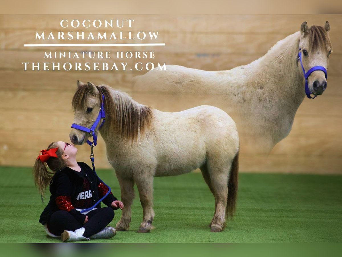 Poney des Amériques Hongre 10 Ans 91 cm Buckskin in Corbin. KY