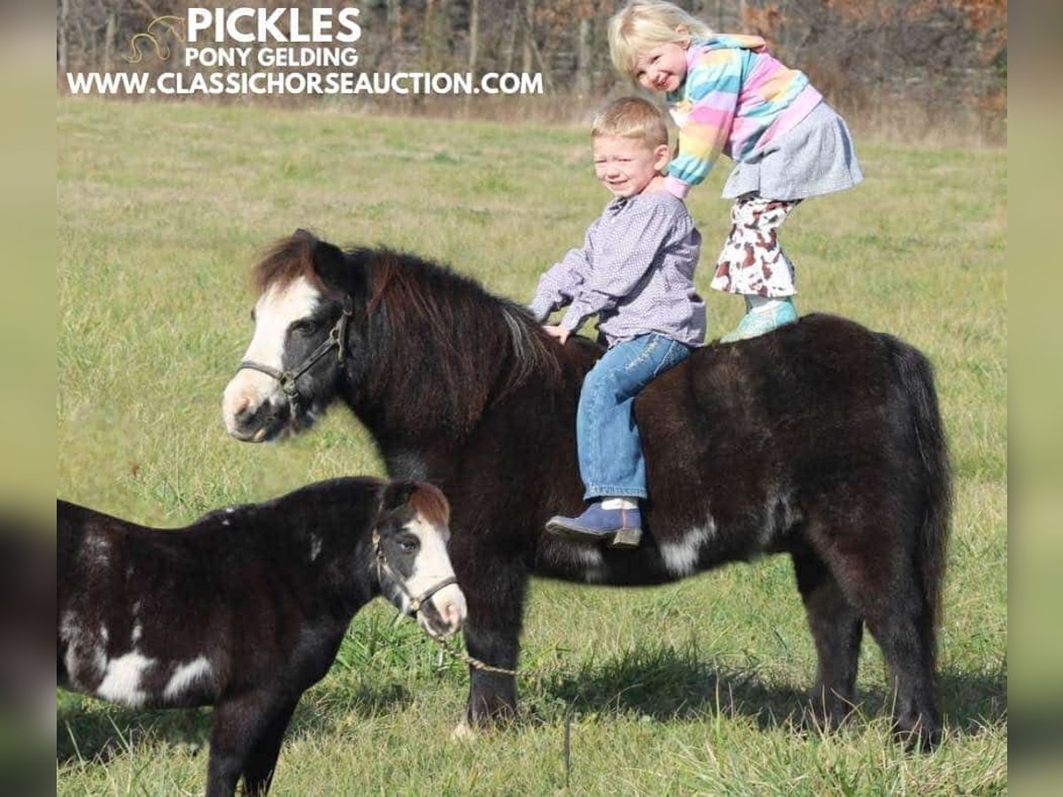 Poney des Amériques Hongre 10 Ans 99 cm Noir in Charleston, IL