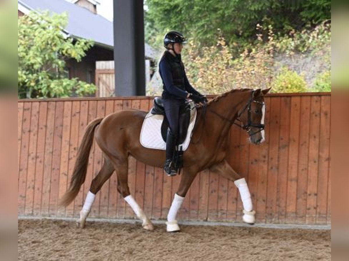 Poney des Amériques Hongre 10 Ans in Avinger