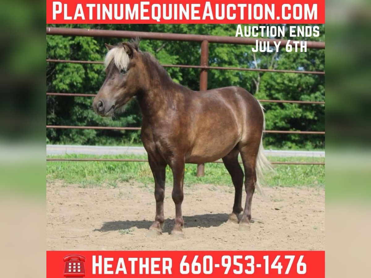 Poney des Amériques Hongre 4 Ans 102 cm Bai clair in Princeton MO