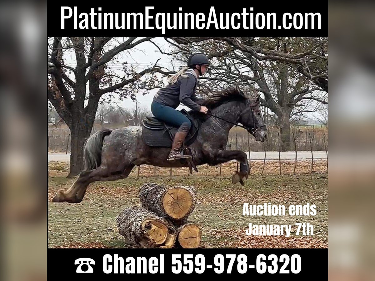 Poney des Amériques Hongre 7 Ans 140 cm Gris in Jacksboro TX