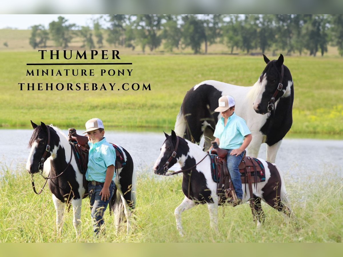 Poney des Amériques Hongre 8 Ans 102 cm Tobiano-toutes couleurs in Strunk, KY