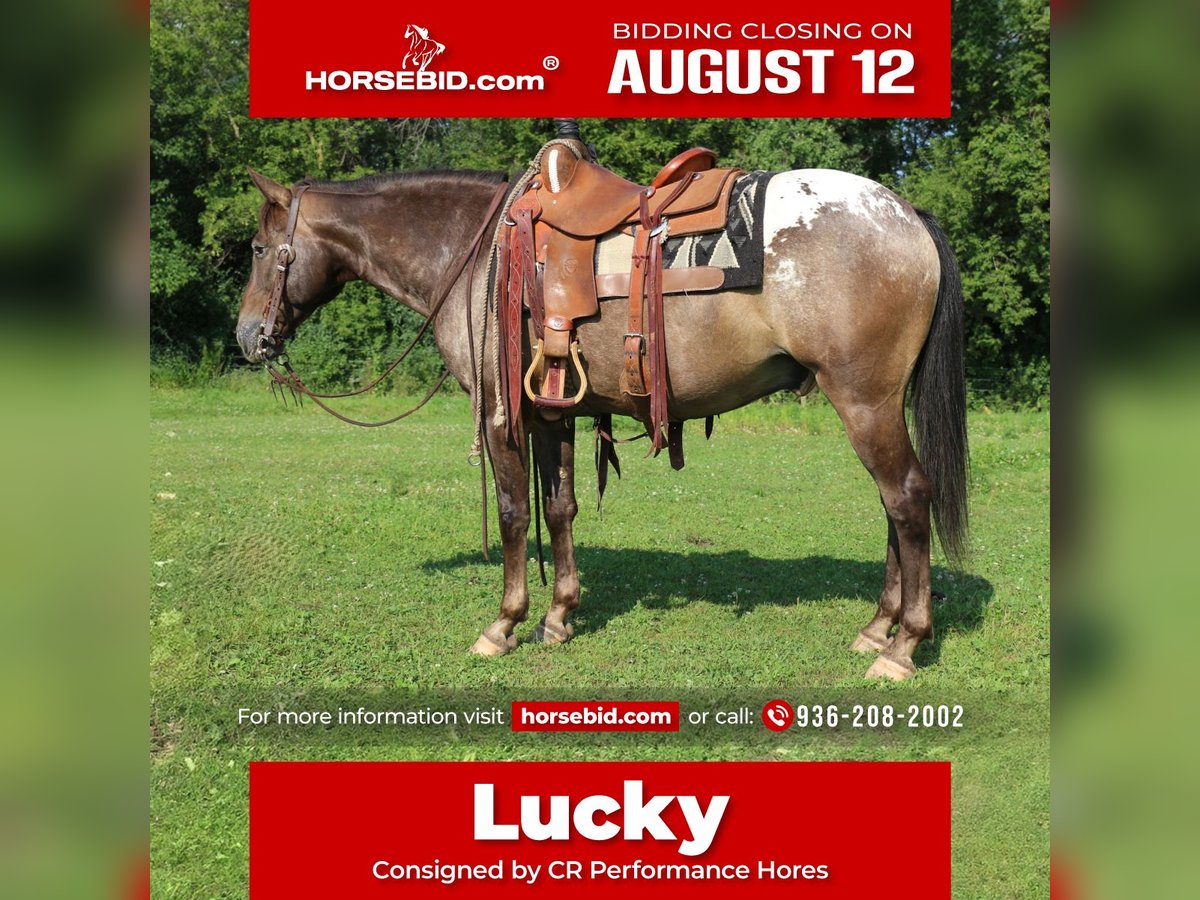 Poney des Amériques Hongre 9 Ans 147 cm Alezan brûlé in Cannon Falls, MN