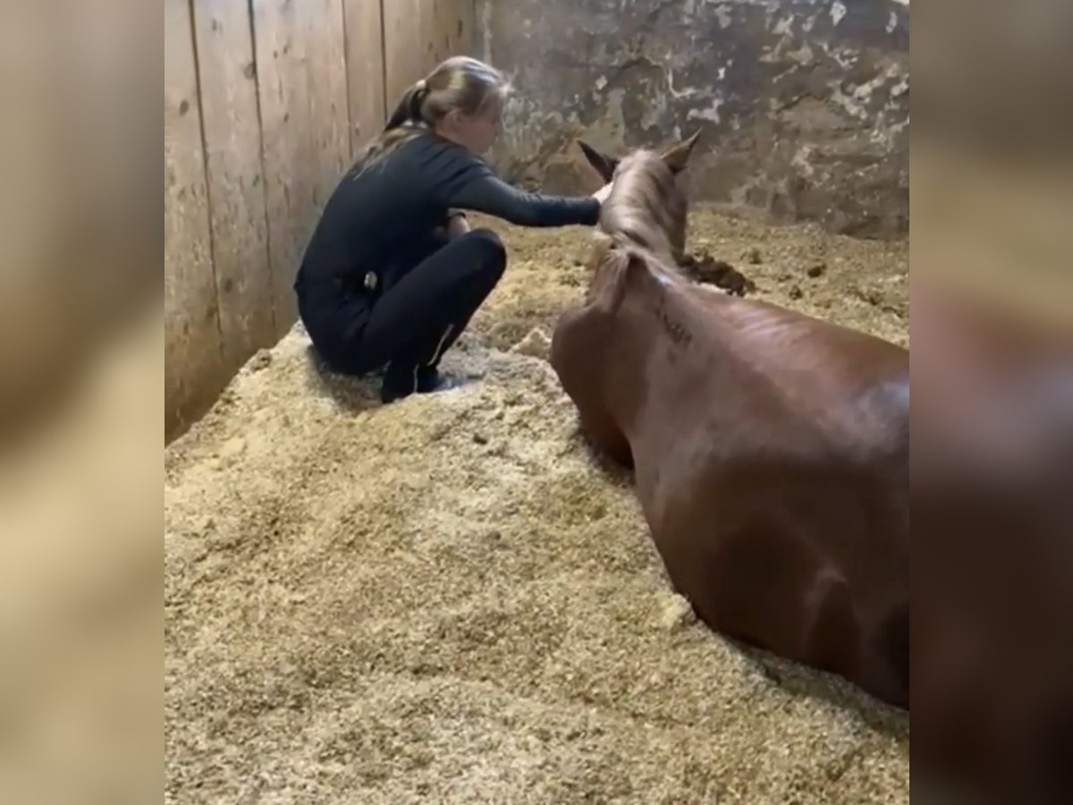 Poney des Amériques Jument 17 Ans 132 cm in Vösendorf