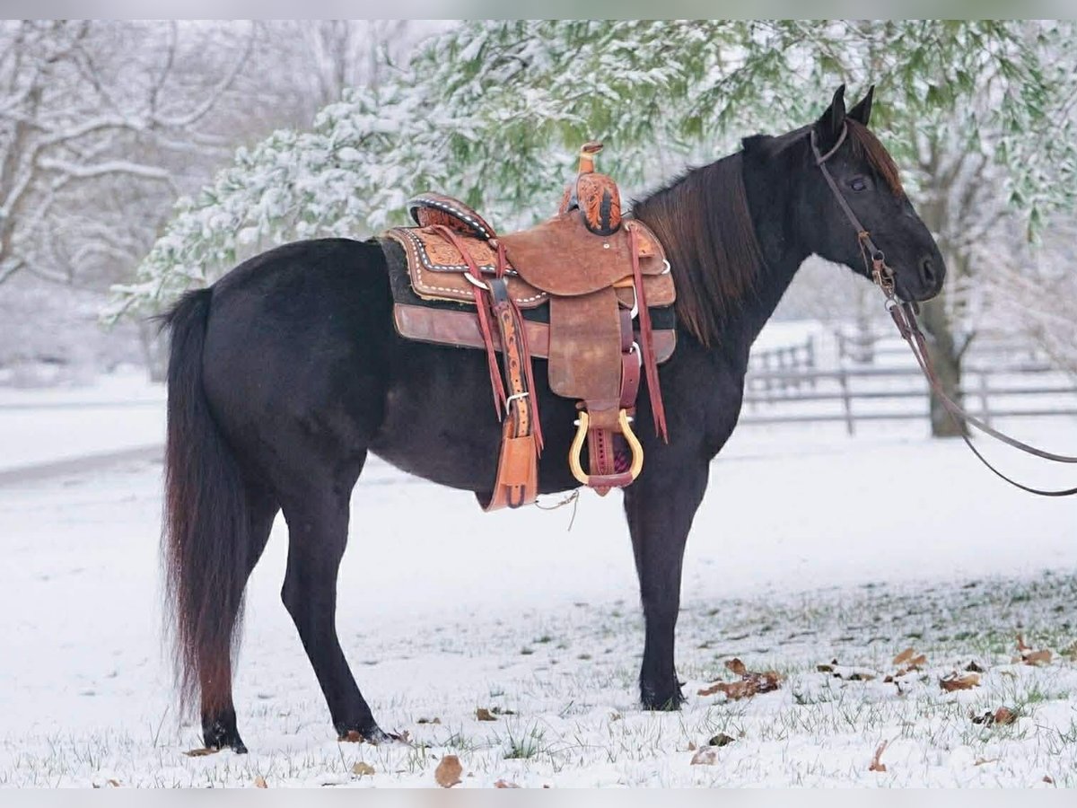 Poney des Amériques Jument 9 Ans 135 cm Noir in Rineyville, KY