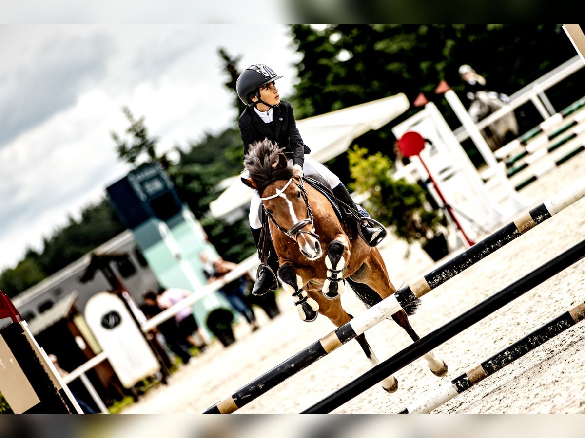 Poney Felinski Jument 18 Ans 140 cm Bai in Sad&#xF3;wka