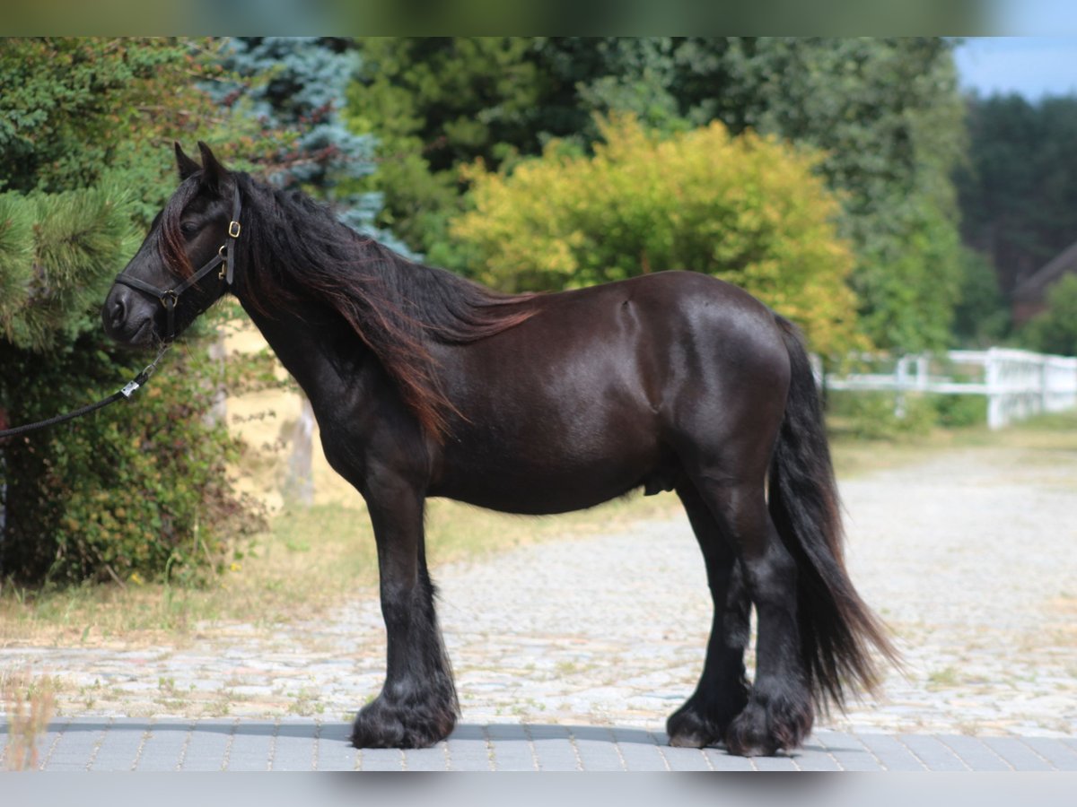 Poney Fell Hongre 2 Ans 137 cm Noir in Santok