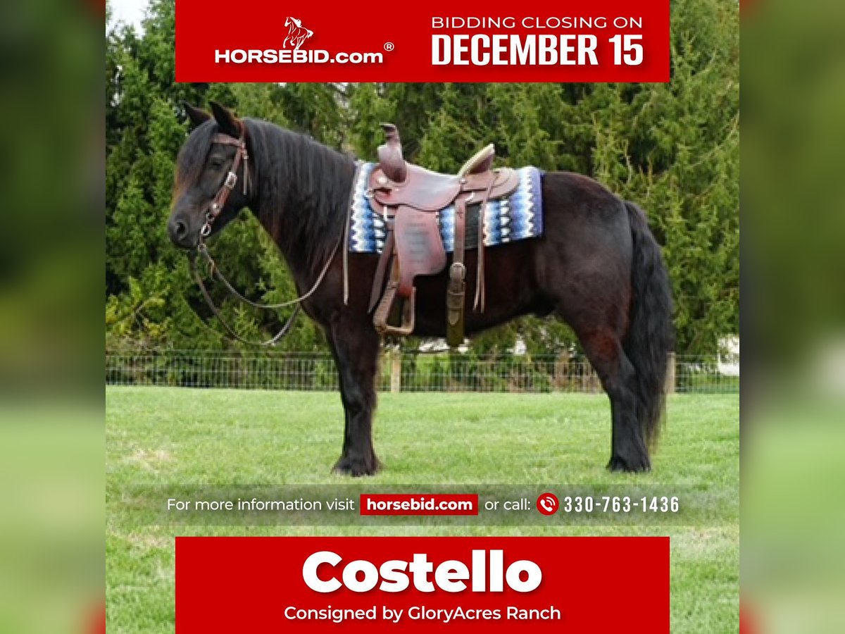 Poney Fell Hongre 4 Ans 140 cm Noir in Wooster