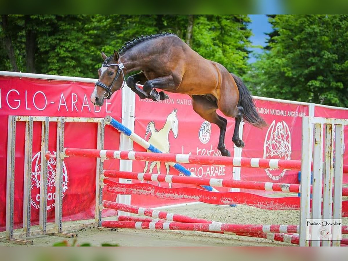 Poney Français de selle Étalon 3 Ans 148 cm Bai brun foncé in Gorre