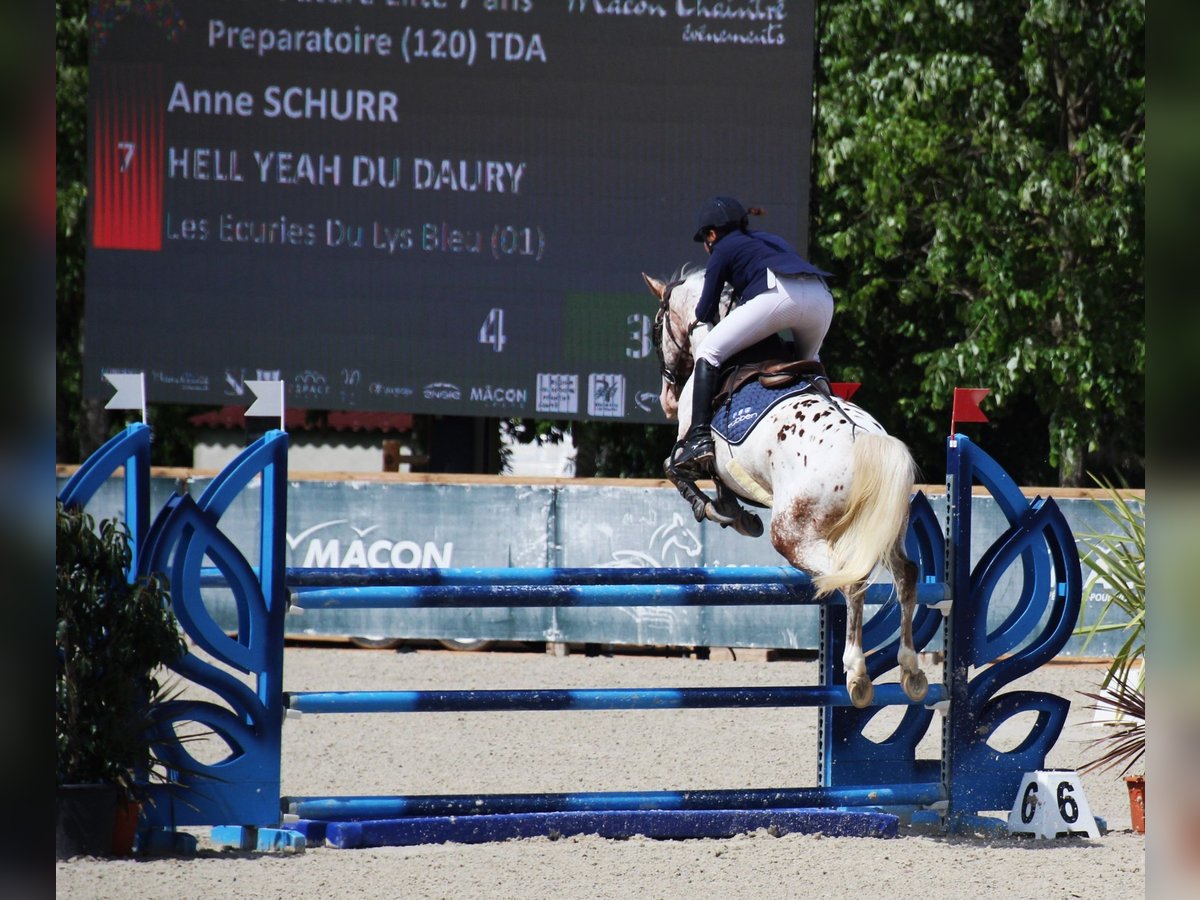 Poney Français de selle Étalon 7 Ans 149 cm Léopard in COURTES