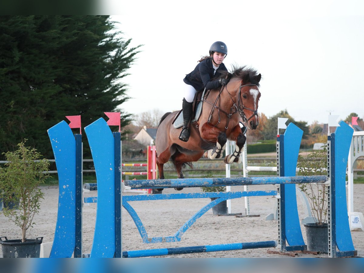 Poney Français de selle Hongre 10 Ans 148 cm Bai in feneu