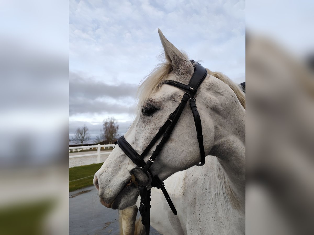 Poney Français de selle Hongre 12 Ans 147 cm Gris in Hamm