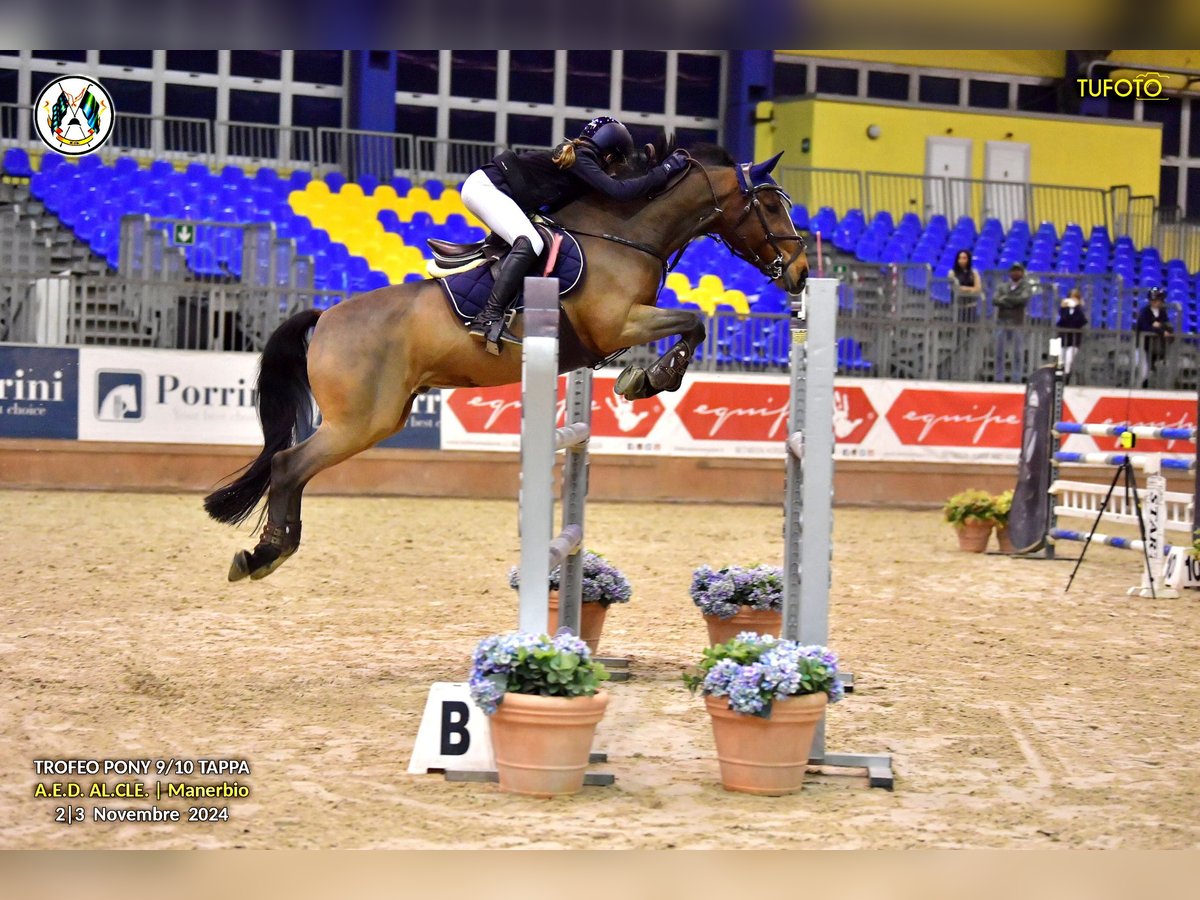 Poney Français de selle Hongre 14 Ans 148 cm Bai brun in Milano