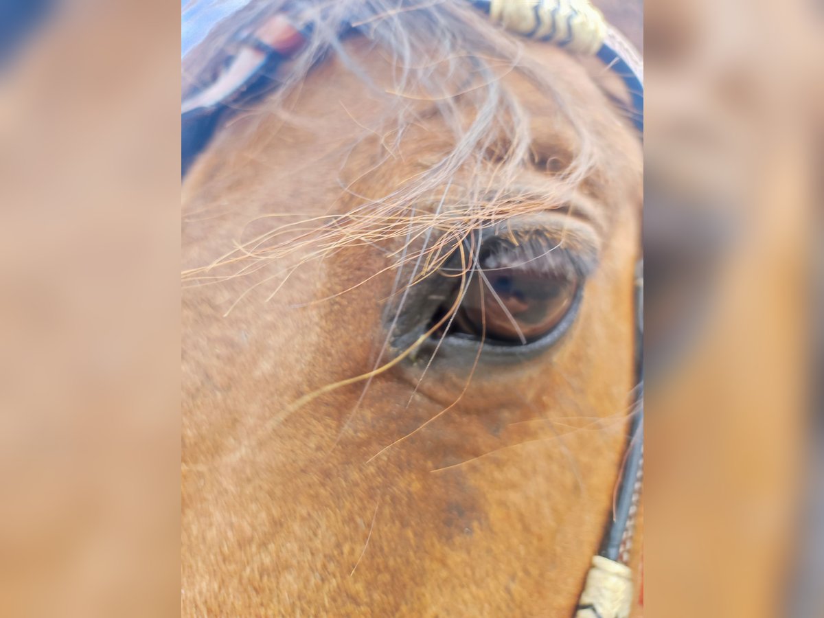 Poney Français de selle Hongre 17 Ans 147 cm Bai in Sigmaringen