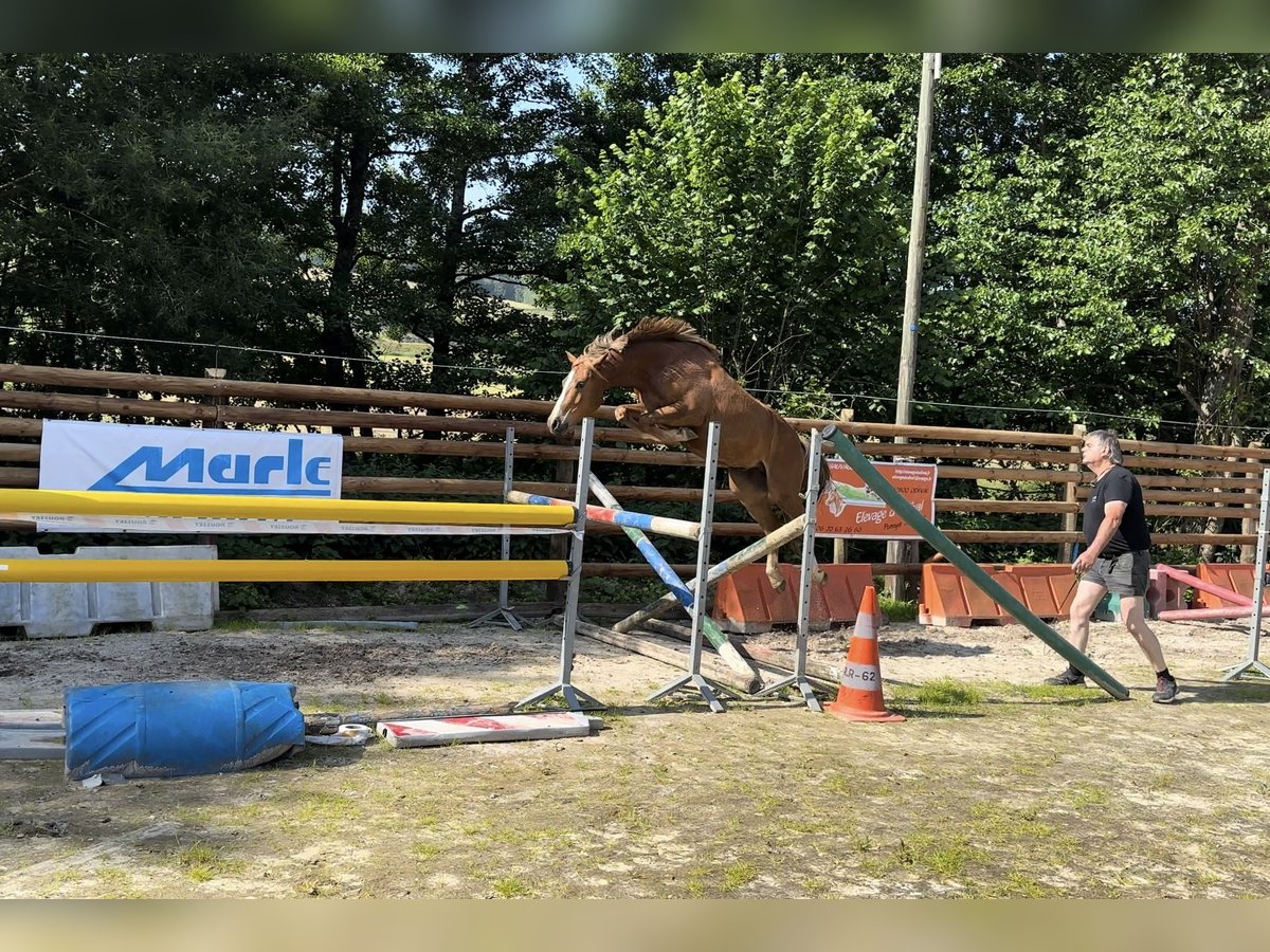Poney Français de selle Hongre 4 Ans 157 cm Alezan in Orain Poney Français de selle Hongre 4 Ans 157 cm Alezan in Orain