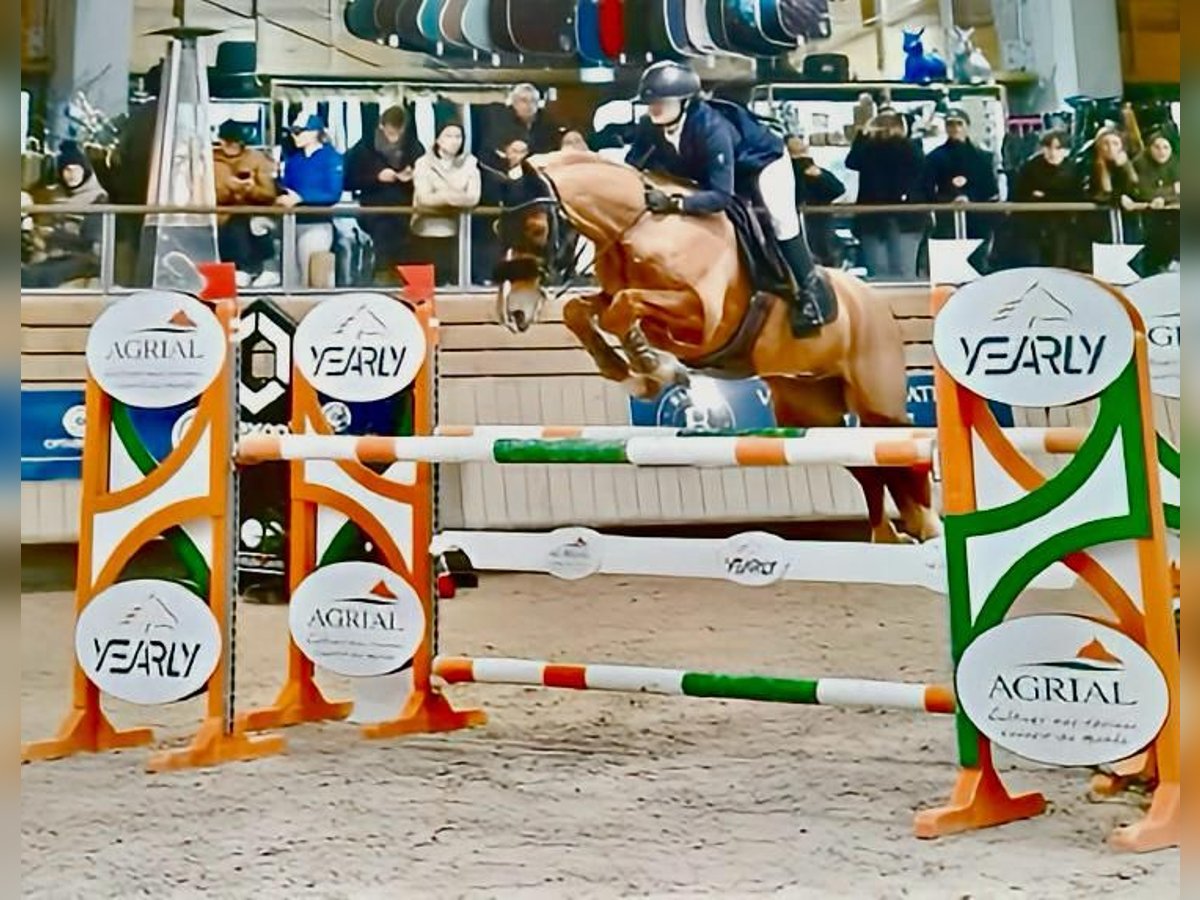 Poney Français de selle Hongre 9 Ans 149 cm Alezan in Maisons-Laffitte