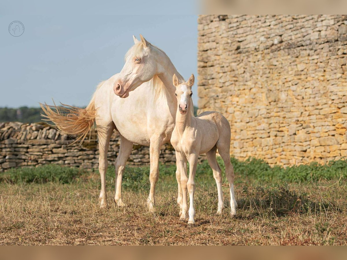 Poney Français de selle Jument 18 Ans 139 cm Cremello in Montagny-l&#xE8;s-Buxy