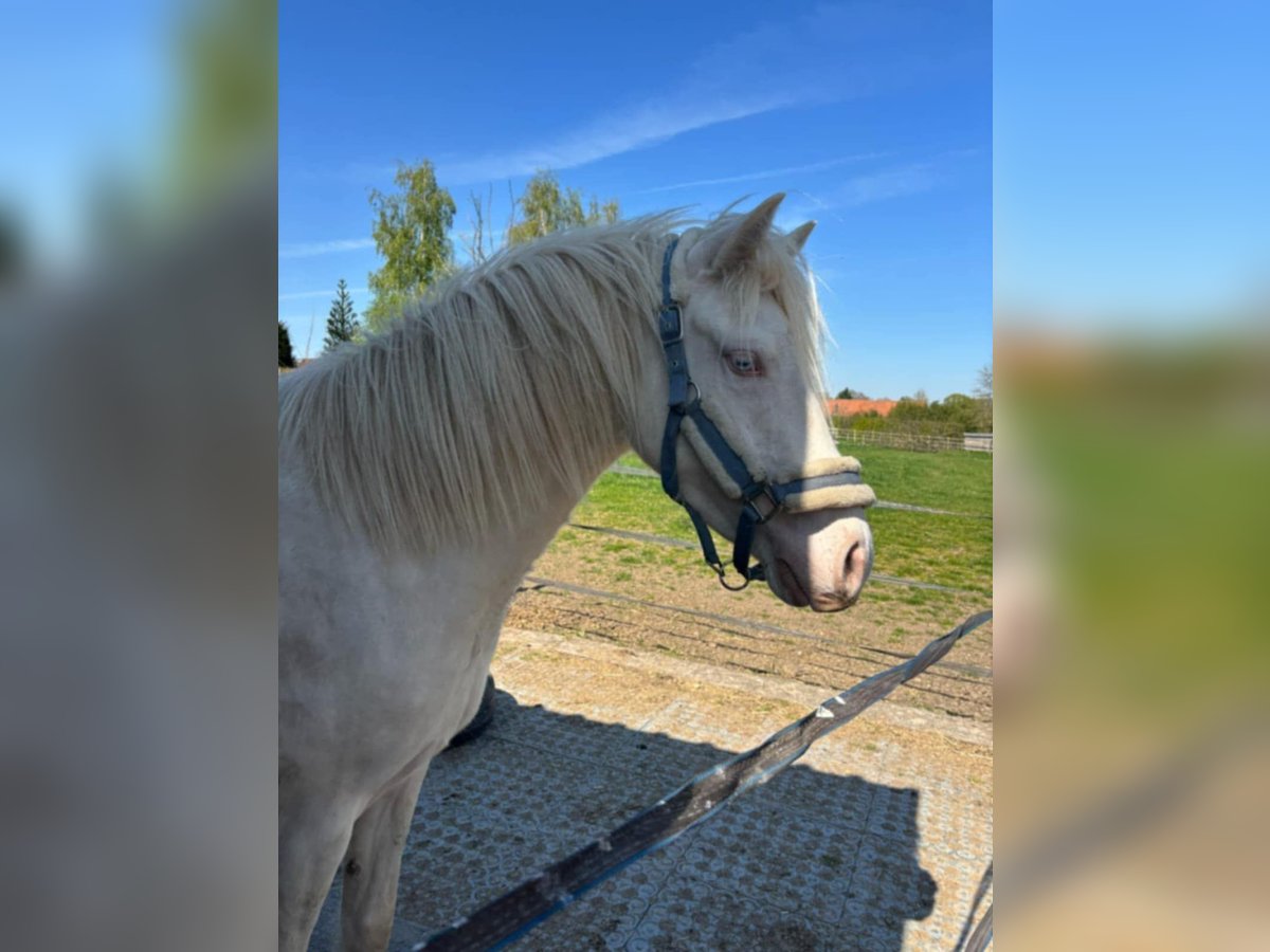 Poney Français de selle Jument 3 Ans 144 cm Perlino in Angers