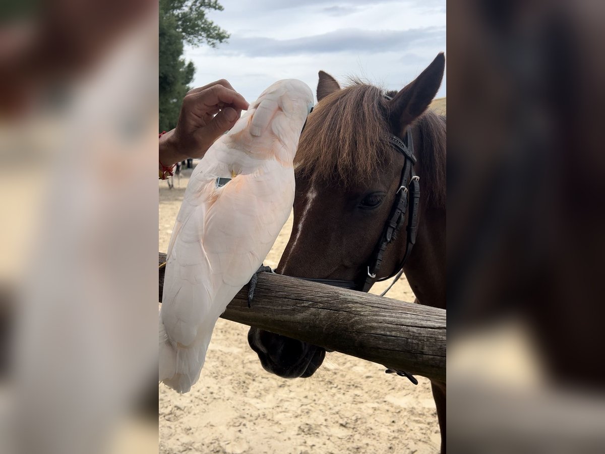 Poney Français de selle Jument 7 Ans 131 cm Alezan in Moaña