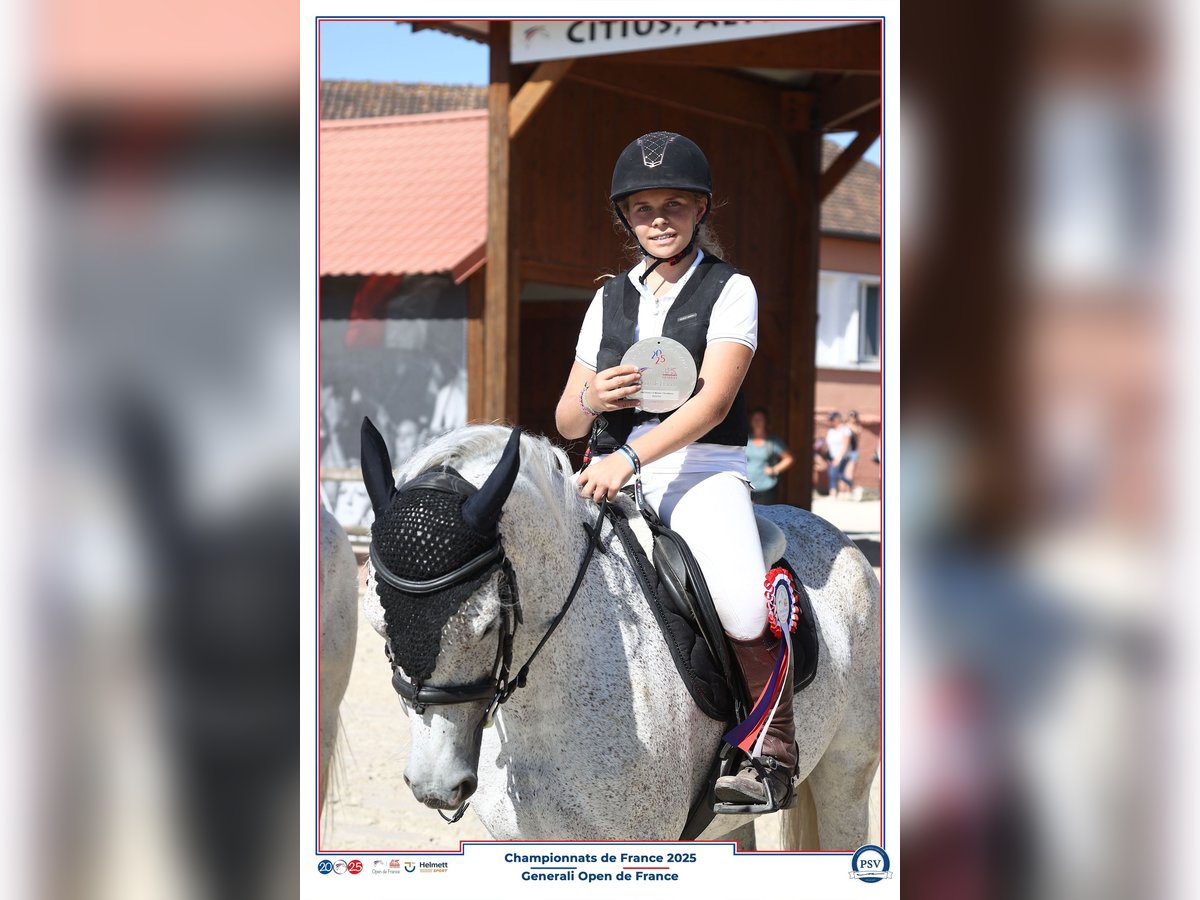 Poney Français de selle Jument 7 Ans 145 cm Gris in Savigny le temple