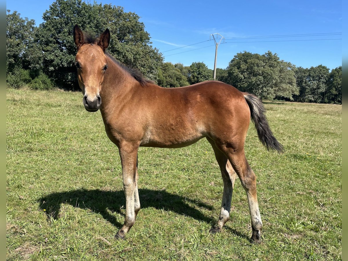 Poney Français de selle Jument Poulain (06/2024) Bai in Savenay