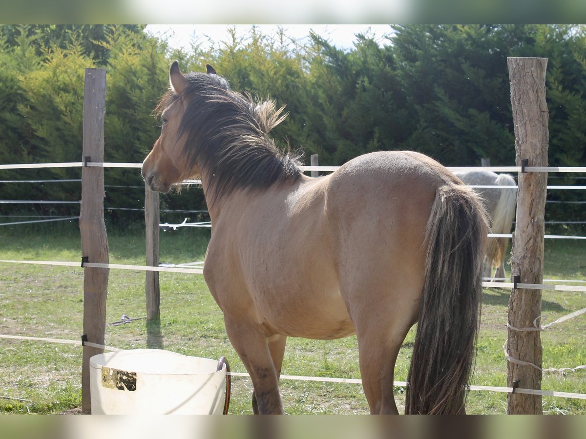 Poney Highland Croisé Hongre 2 Ans 145 cm Gris (bai-dun) in Saint oulph