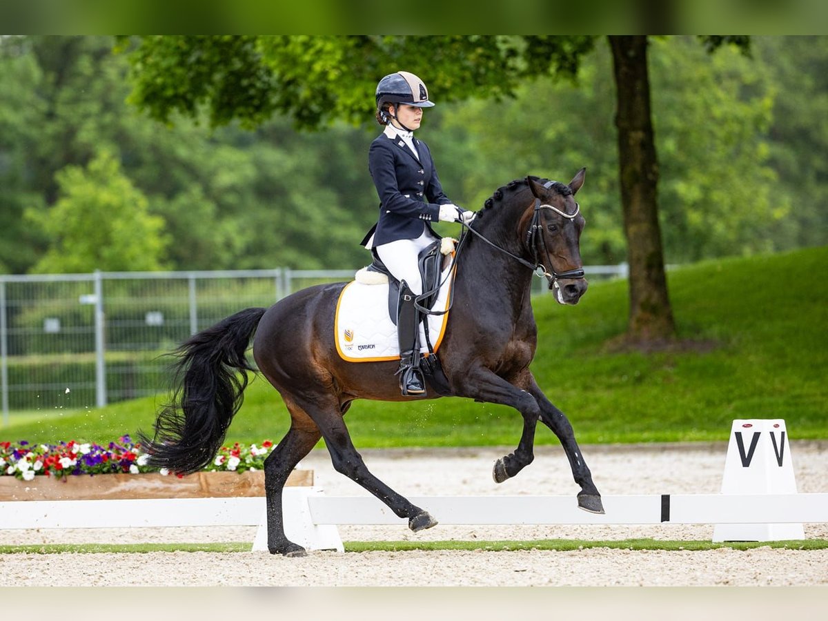 Poney New Forest Étalon 14 Ans 144 cm Bai brun in Harmelen