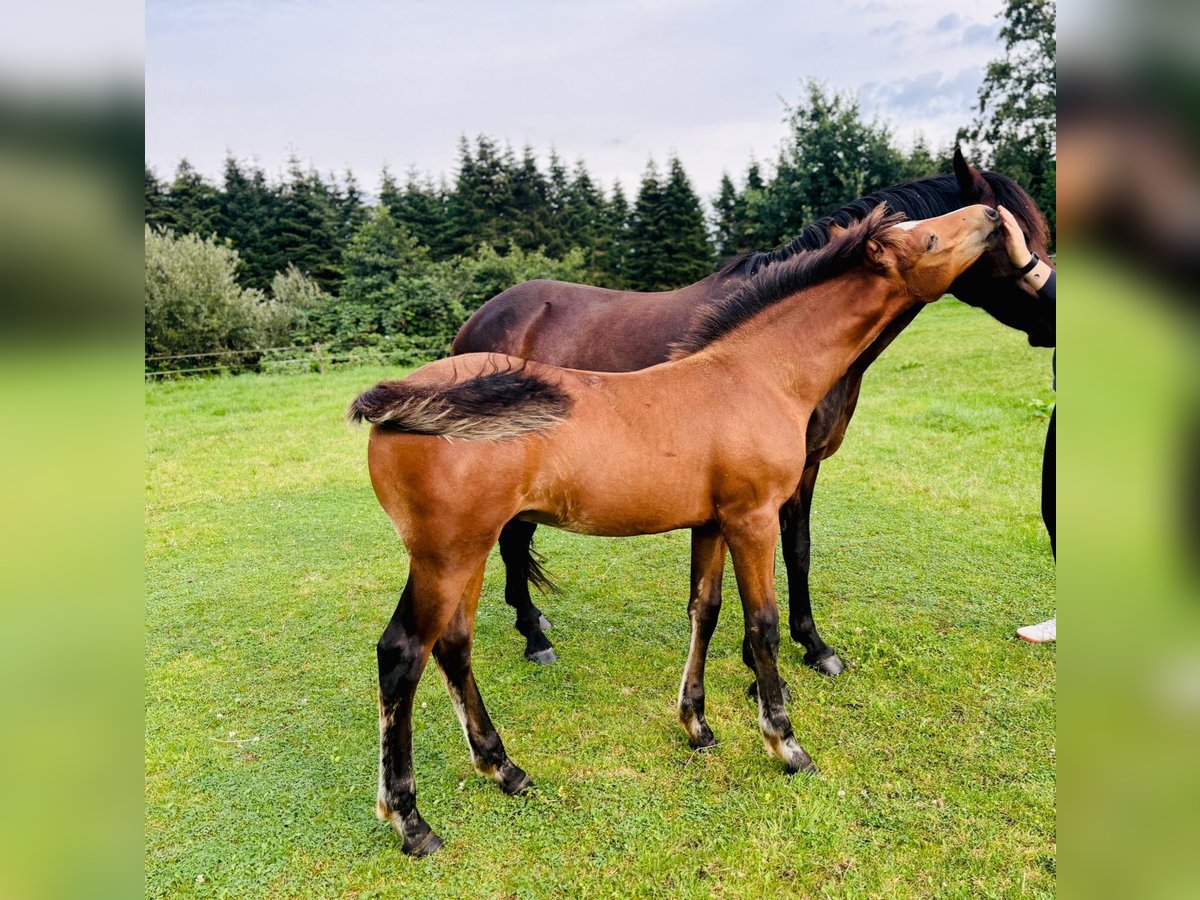 Poney New Forest Étalon Poulain (05/2024) Bai in Neu Wulmstorf