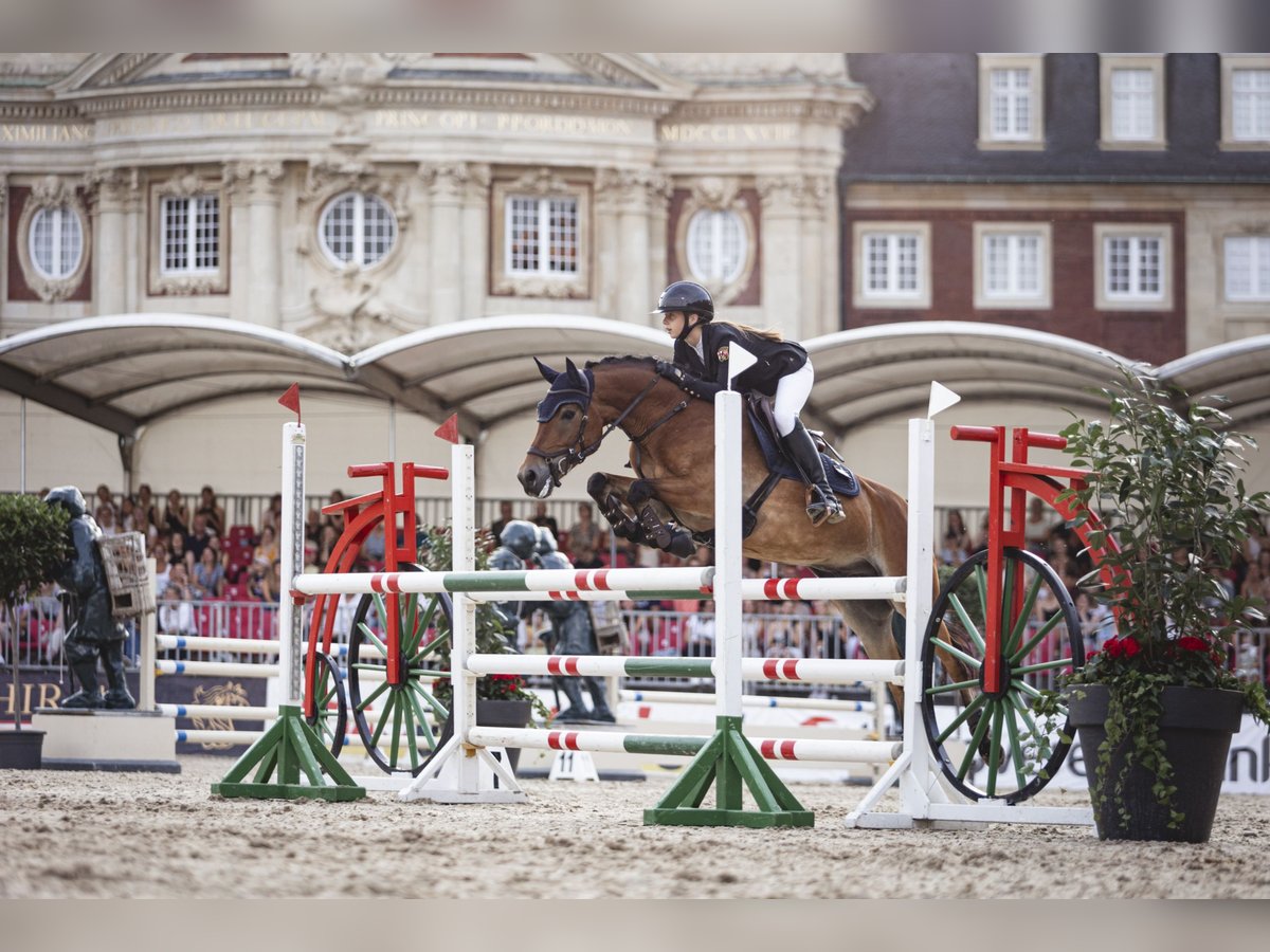 Poney New Forest Hongre 11 Ans 148 cm Bai in Straelen