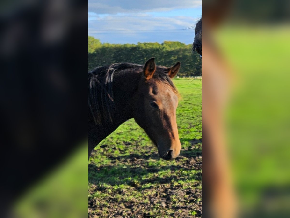 Poney New Forest Hongre 1 Année Bai brun in Basdahl