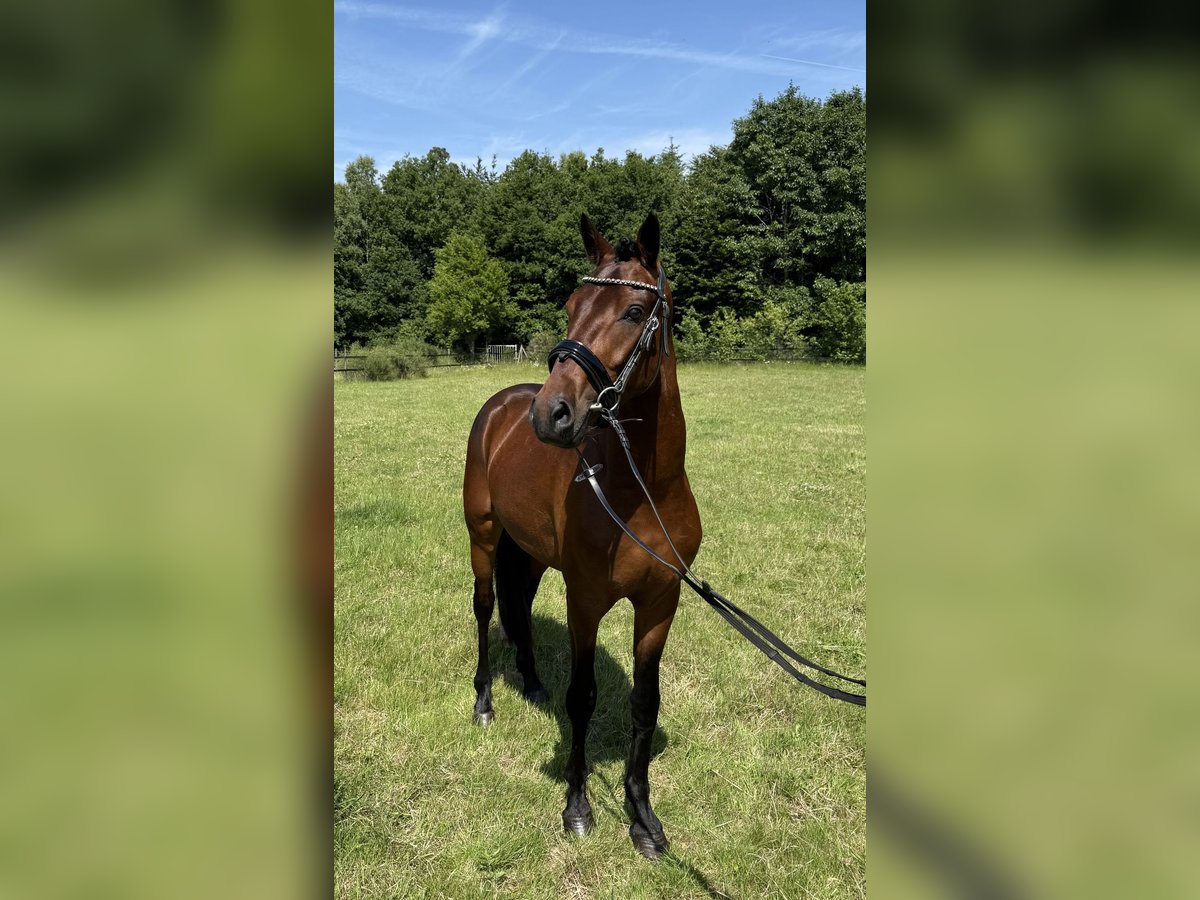 Poney New Forest Hongre 3 Ans 146 cm Bai in Heinzenbach