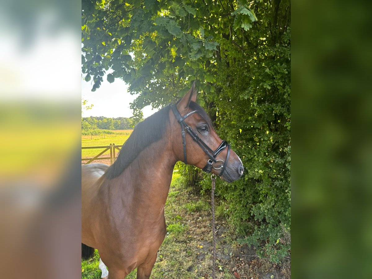 Poney New Forest Hongre 4 Ans 147 cm Bai brun in Waalre