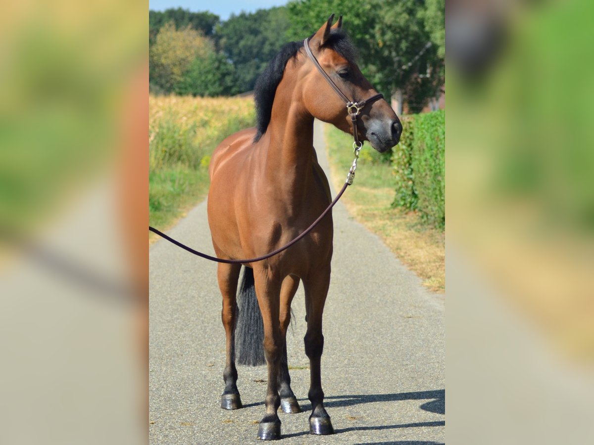 Poney New Forest Hongre 5 Ans 146 cm Bai in Wouwse Plantage