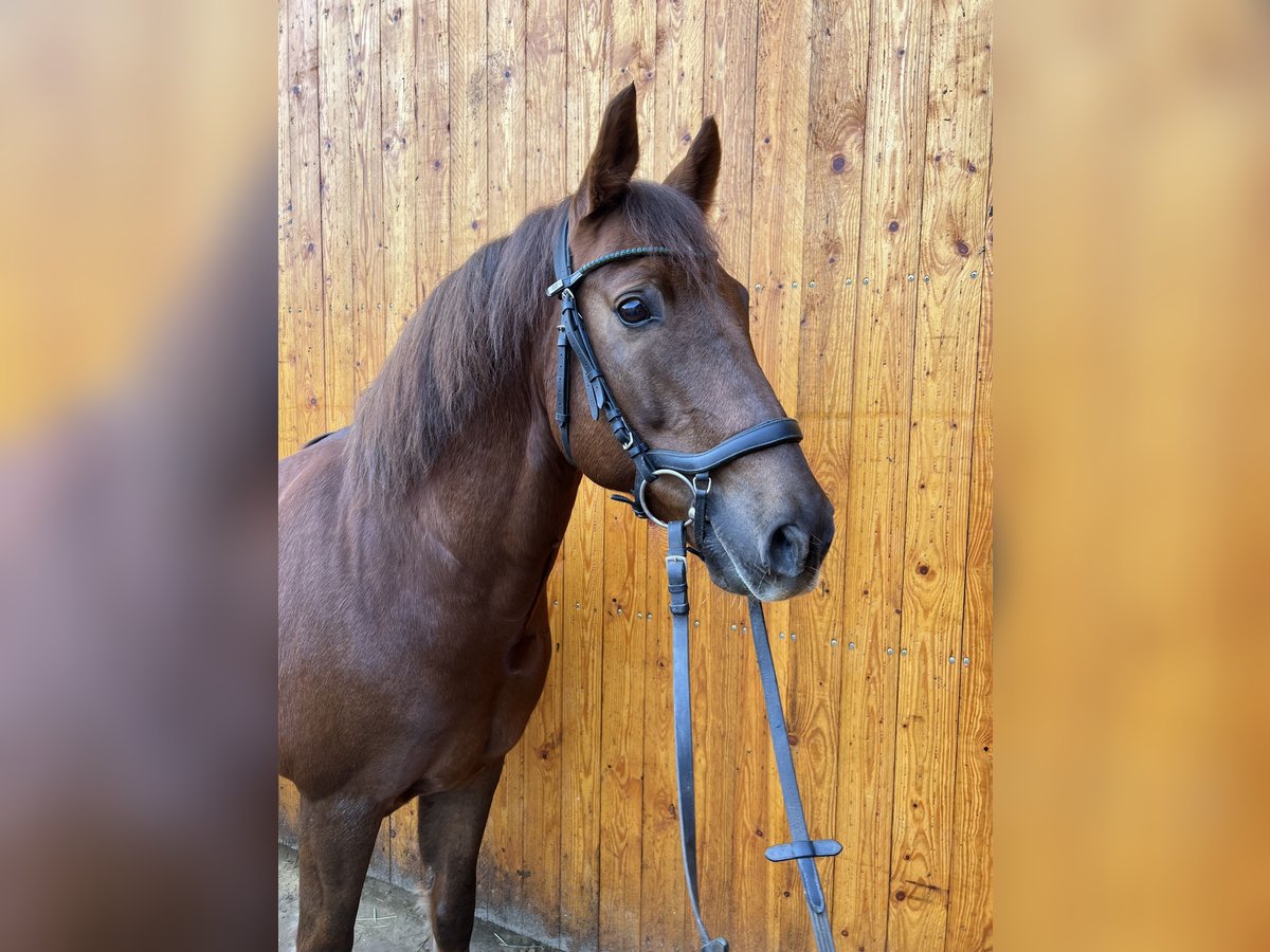 Poney New Forest Hongre 9 Ans 152 cm Alezan brûlé in Watzdorf