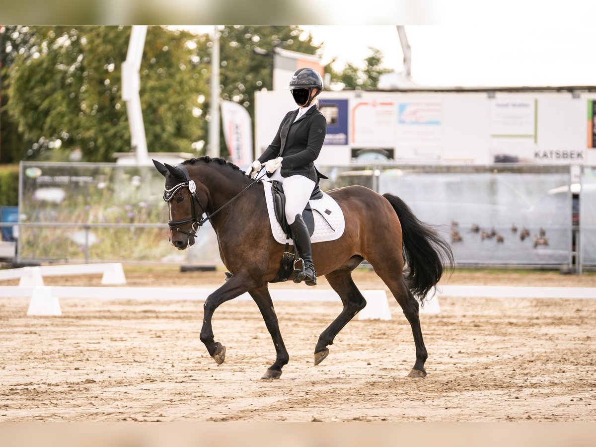 Poney New Forest Hongre 9 Ans 155 cm Bai brun in Waldfeucht