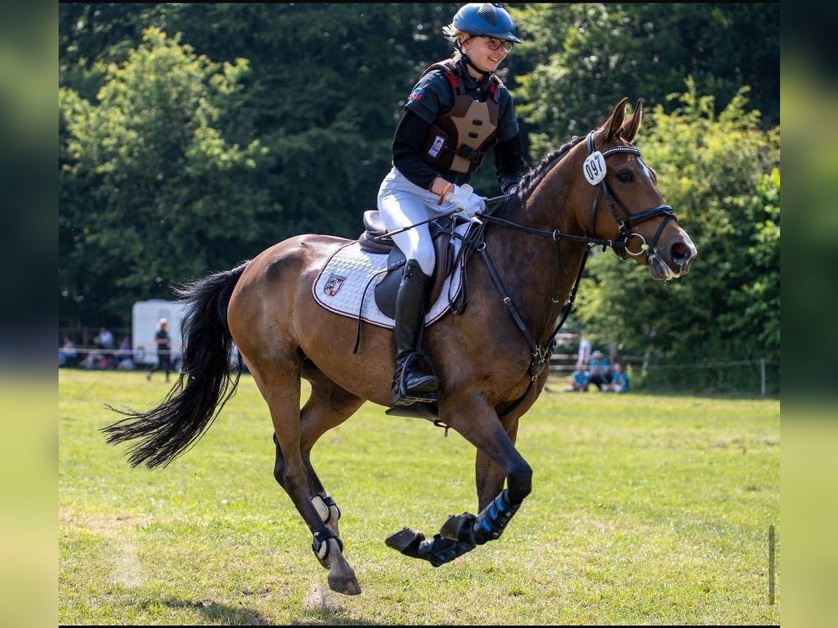 Poney New Forest Jument 10 Ans 146 cm Bai in J&#xF6;rl